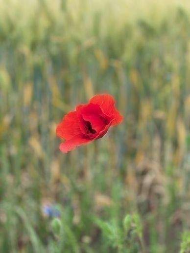 Grundstück Nauen - 230.880&euro; | Angebot:26043872