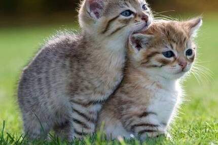 Eleganter Neubau mit großem Gemeinschaftsgarten und netten Nachbarn 3 zimmer