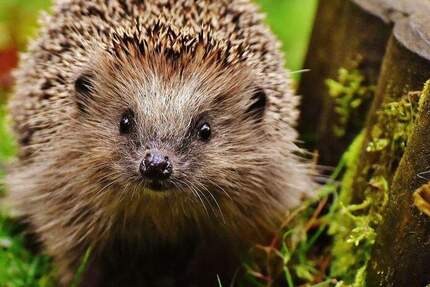TERRASSENWOHNUNG im EG mit kleinem Garten, EBK & auch altersfreundlich 2 zimmer
