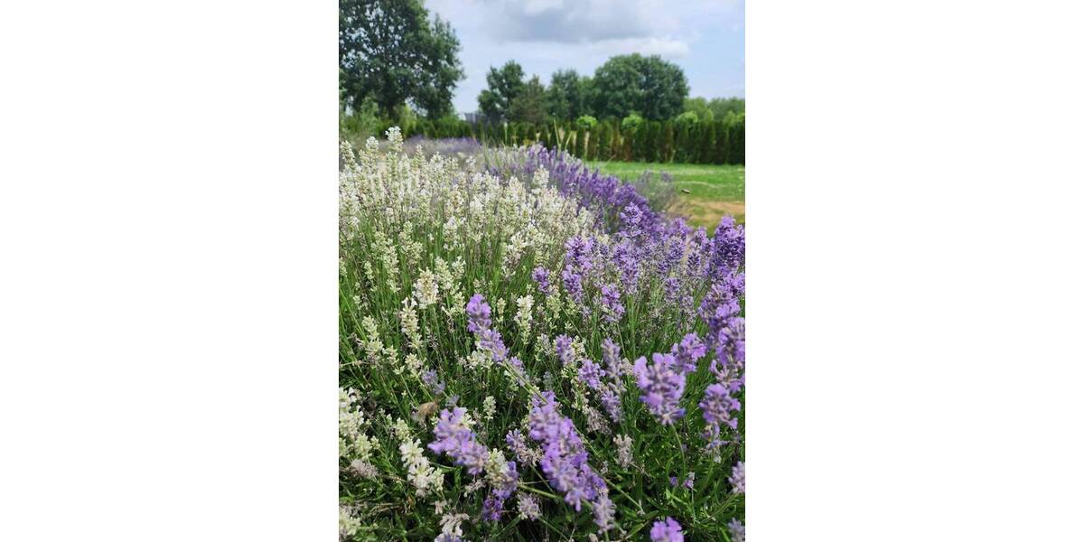 Grundstück Michendorf Wildenbruch - 925.000&euro; | Angebot:25820274