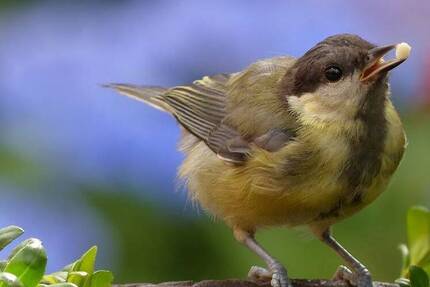 Wohnung Berlin Französisch Buchholz - 3 Zimmer, 69 m&sup2;, 810&euro; | Angebot:26345385