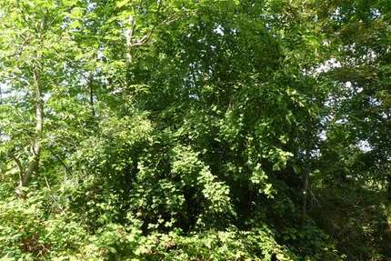 Grundstück zu verkaufen in Potsdam 750.000 € 1098 m² zimmer