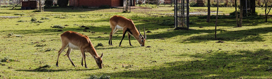 Natur & Wildpark Umland Potsdam