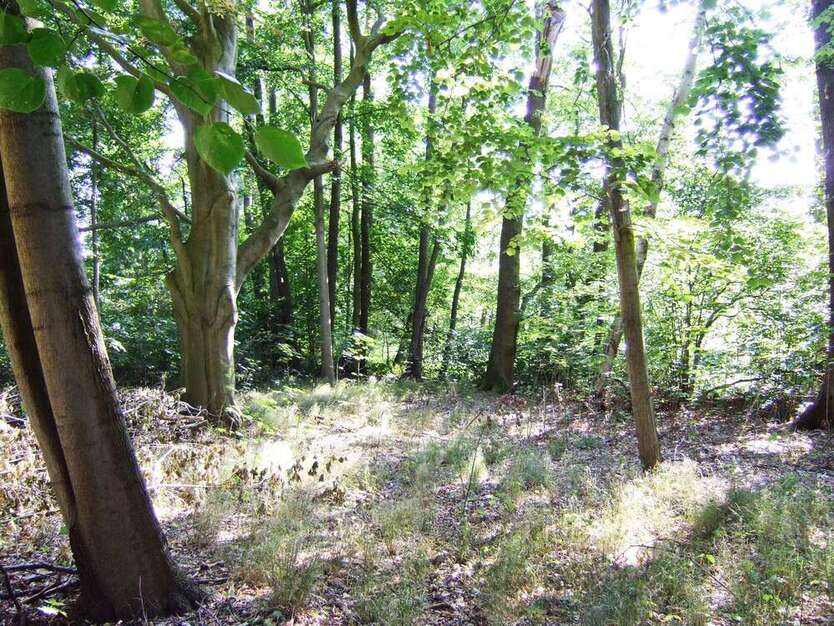 Haus zum Kaufen in Ludwigsfelde 498.500 € 500 m²