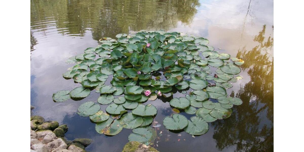 Etagenwohnung Potsdam Industriegelände - 2 Zimmer, 50 m&sup2;, 600&euro; | Angebot:26021540