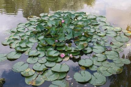 Wohnung Potsdam Industriegelände - 2 Zimmer, 50 m&sup2;, 600&euro; | Angebot:26021540