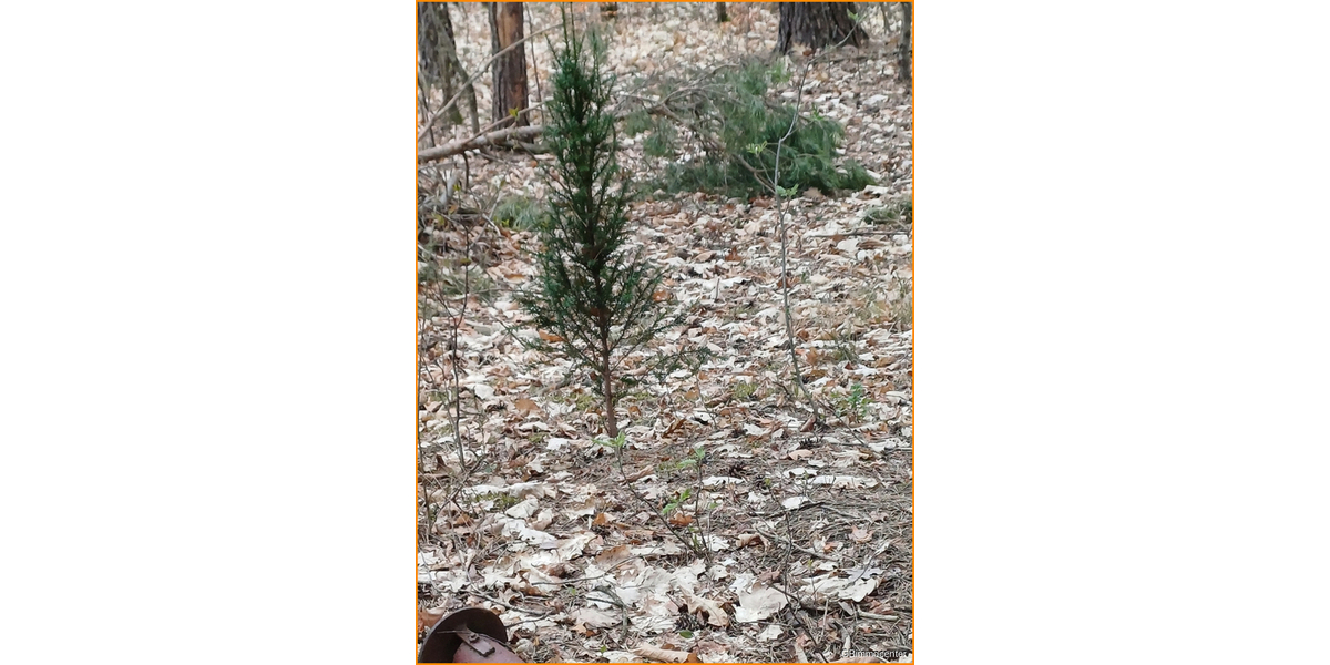 Alle Hausarten auf KLASSE Bauland möglich zimmer