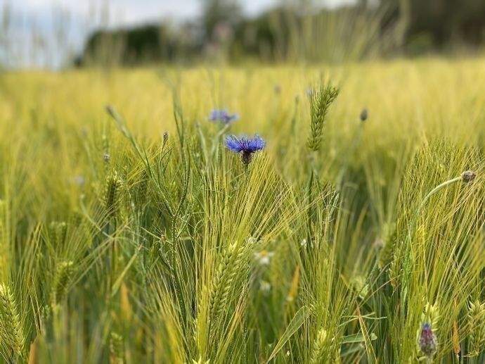 Grundstück Nauen - 230.880&euro; | Angebot:26043872