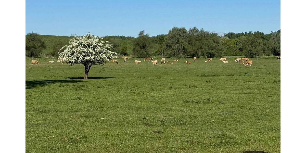 Grundstück Potsdam Golm - 878.750&euro; | Angebot:26161486