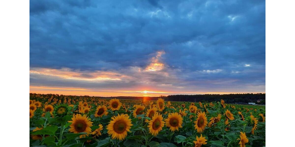 Landhaus m. 2700qm Sommergarten ca.20min südl.v. Berlin u.Potsdam 8 zimmer