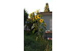 Einfamilienhaus Blankenfelde-Mahlow Blankenfelde - 4 Zimmer, 120 m&sup2;, 609.000&euro; | Angebot:26401859