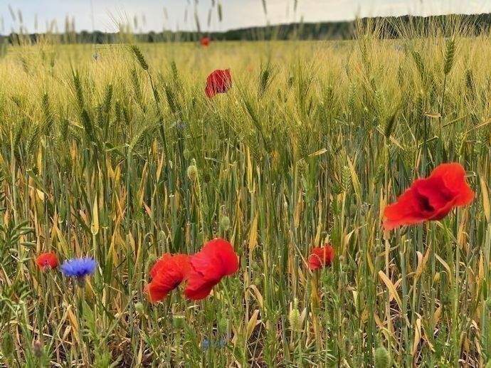 Grundstück Nauen - 230.880&euro; | Angebot:26043872