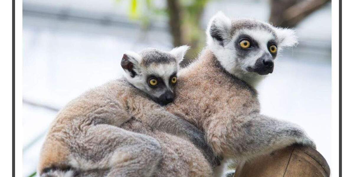 Etagenwohnung Berlin Wilhelmsruh - 3 Zimmer, 85 m&sup2;, 1.015&euro; | Angebot:24991849