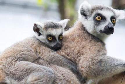 Wohnung Berlin Wilhelmsruh - 3 Zimmer, 85 m&sup2;, 1.015&euro; | Angebot:24991849