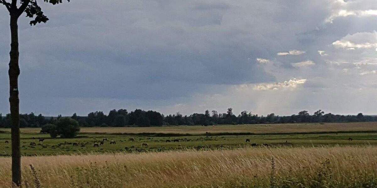 Ihr neues Zuhause für Hund und Katze sowie viel Platz zum Spielen 6 zimmer